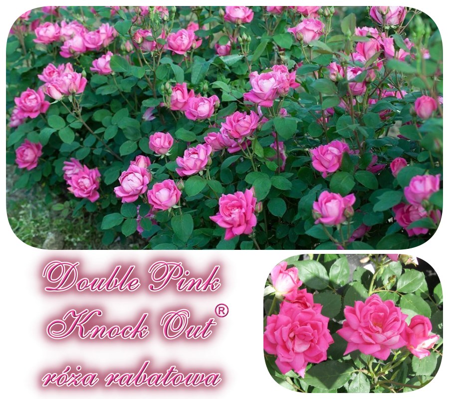 Double Pink Knock Out róże rabatowe